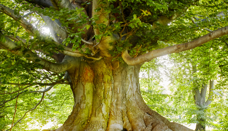 Finding Their Tree